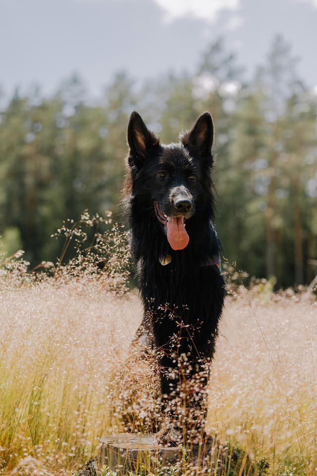 Hund im Kornfeld Tierliebe